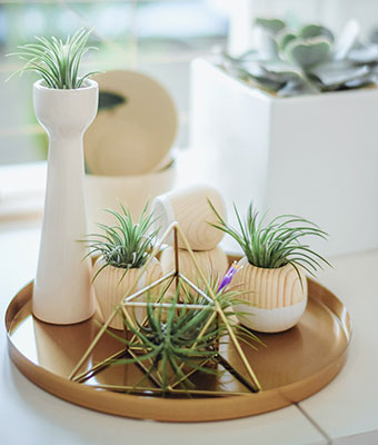 Pflanzenarrangement auf Tablett